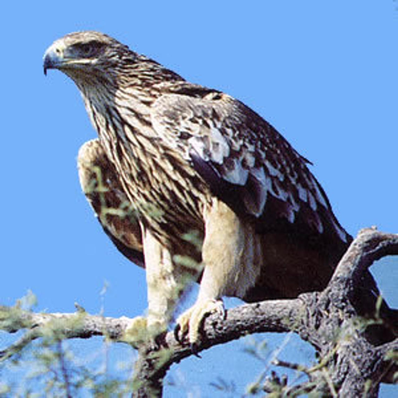 L'aigle impérial, oiseau le plus fidèle ?, image size:1280x1280