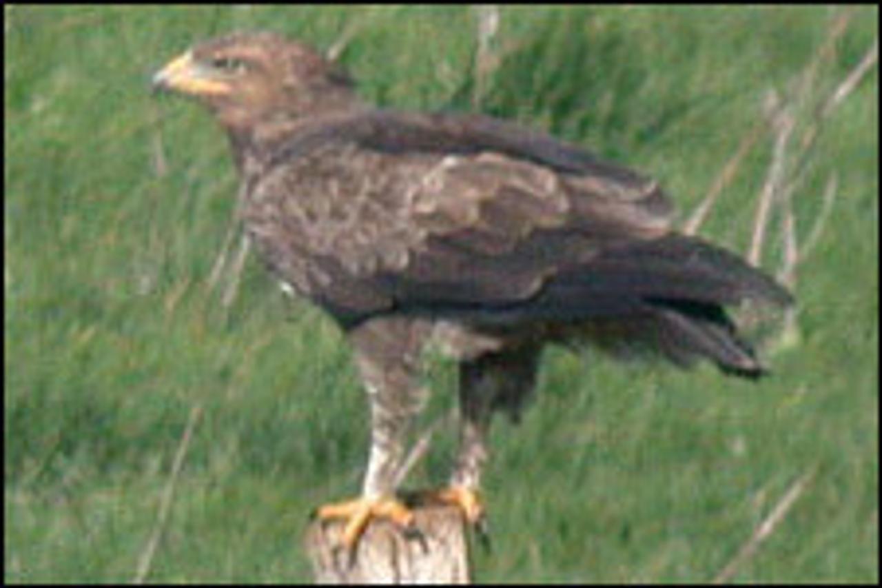 SPIRIT ANIMALS: IS THE EAGLE YOUR ANIMAL GUIDE? - SpiritHoods, image size:1280x853