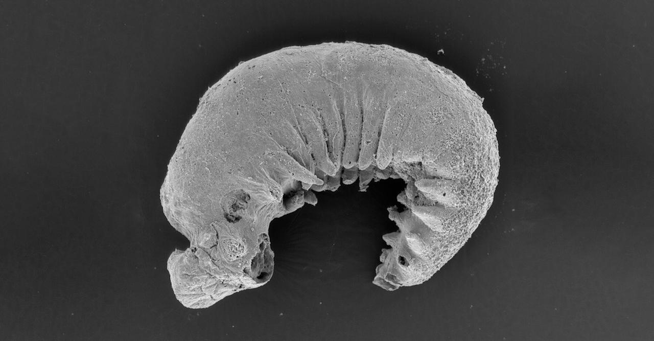 Voici la stupéfiante découverte de chercheurs sur un cerveau fossilisé vieux de 500 millions d'années
