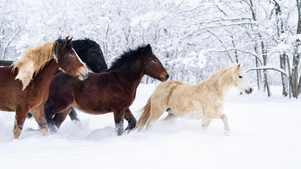 Les scientifiques cherchent à déterminer les origines du cheval domestique actuel et ils n'ont toujours pas de réponse. © Vali, Fotolia
