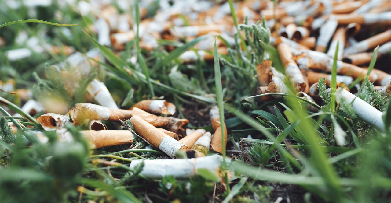 Les mgots de cigarettes librent des toxines mortelles dans la nature