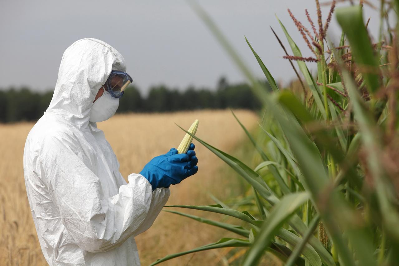 OGM : avantages et inconvénients