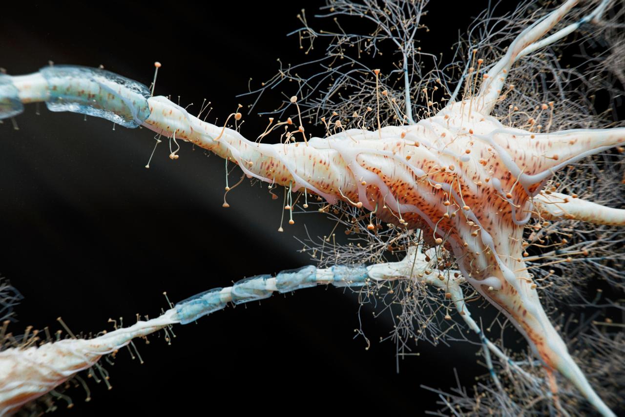 Découverte révolutionnaire sur Alzheimer : une nouvelle voie de ...