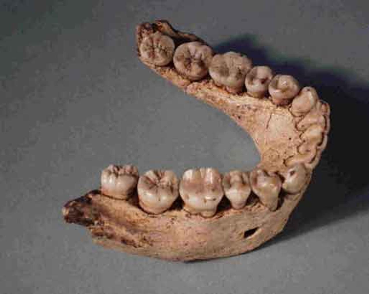 Évolution : ce que les dents d'hominidés de Dmanisi ont à nous dire, image size:1280x1021