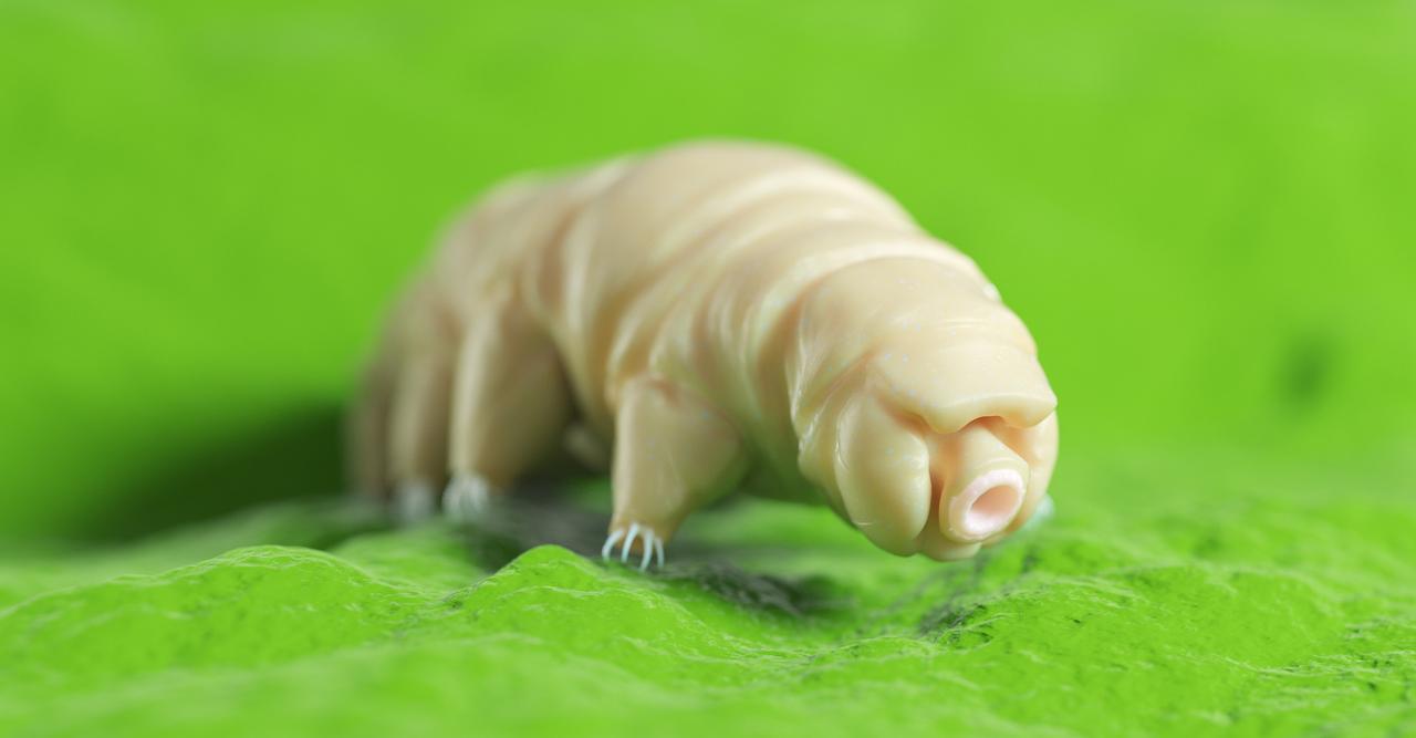 Tardigrades : on sait comment ils survivent aux conditions extrêmes, image size:1280x667