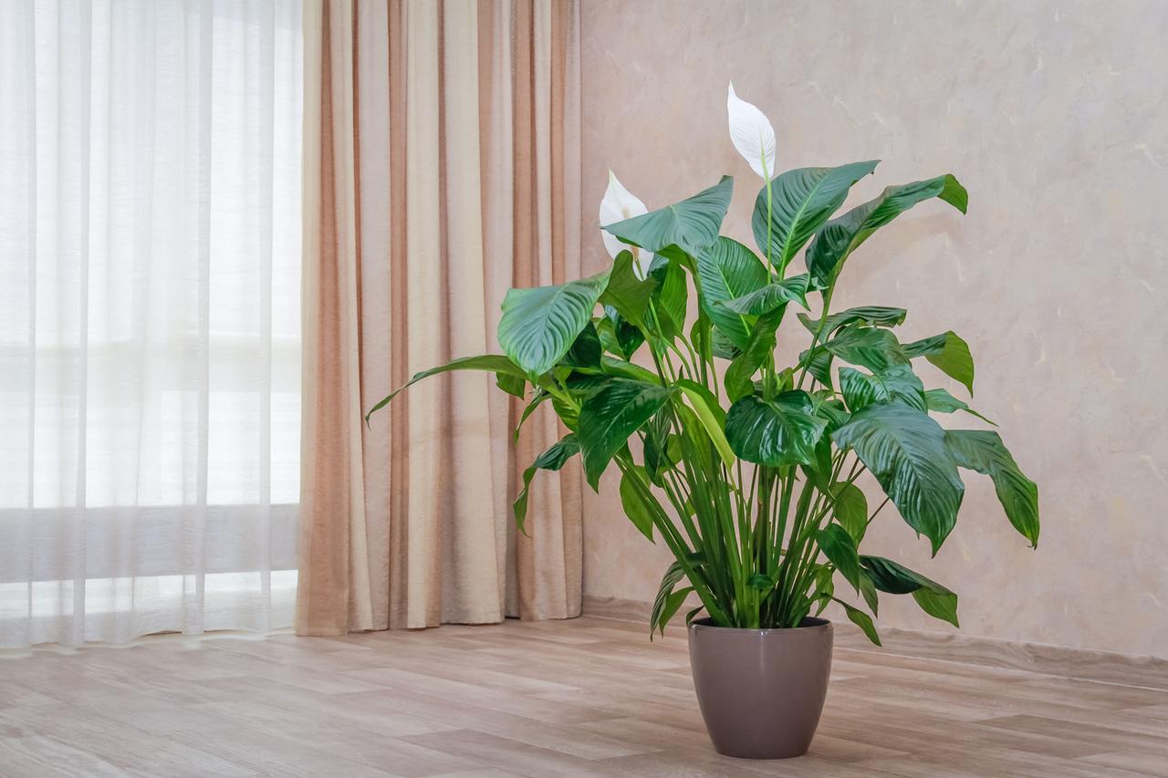 Plantes Dépolluantes Les Plus Efficaces