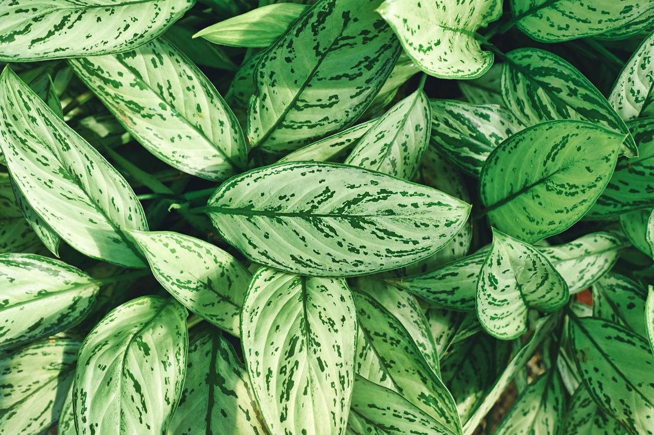 Plantes Dépolluantes Les Plus Efficaces
