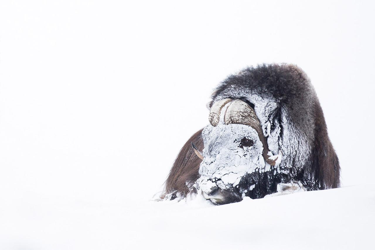 Ils ont survécu à l’âge de glace : ces géants de la toundra norvégienne fascinent encore aujourd’hui