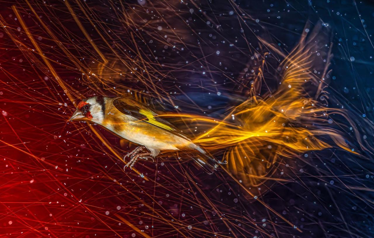 Ces photos révèlent ce que nos yeux ne voient jamais chez les oiseaux