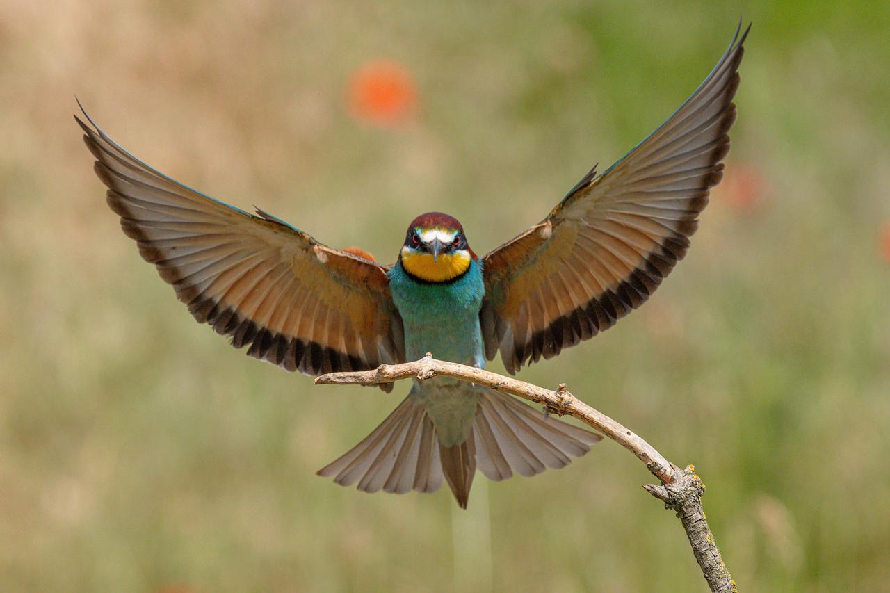 Guêpier d’Europe : l’oiseau venu d’Afrique aux couleurs irréelles qui enflamme nos étés