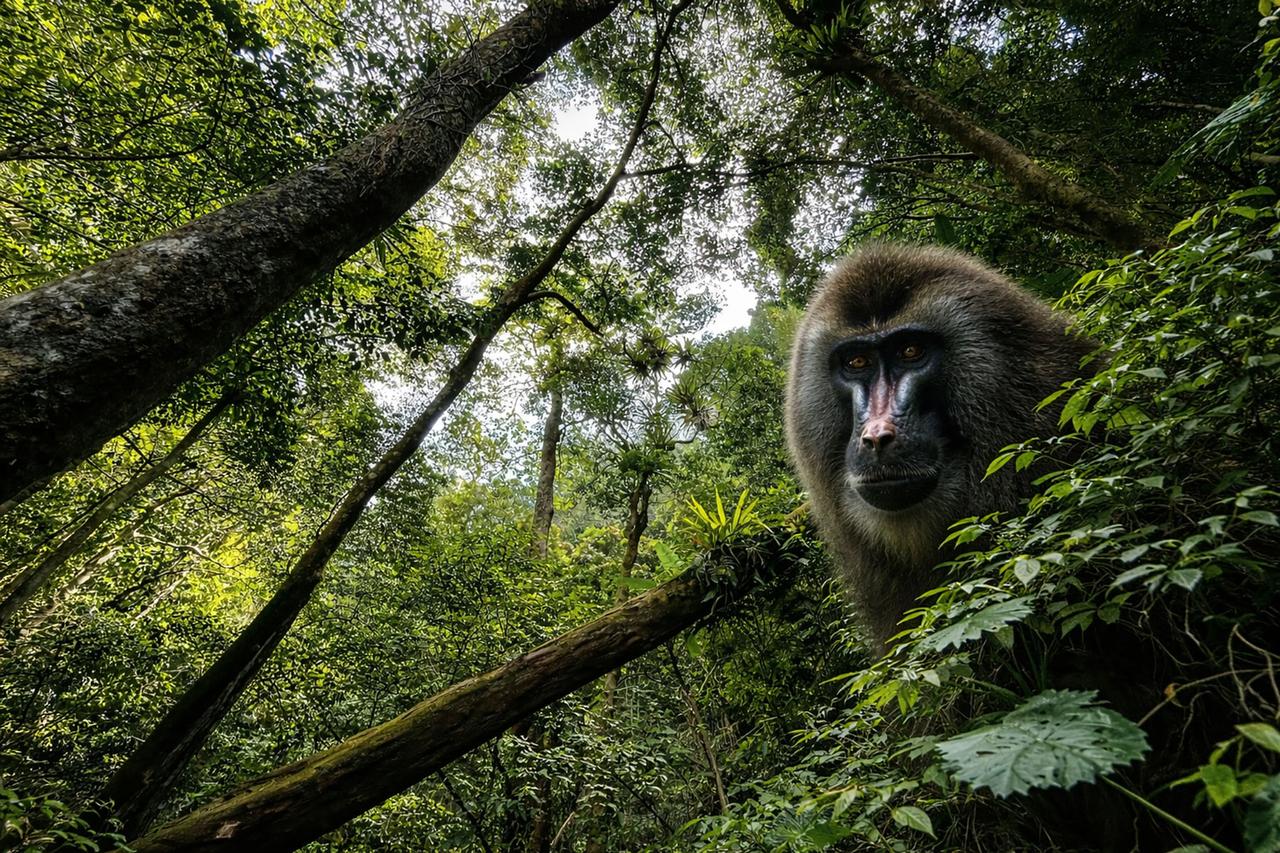 On parle peu de ce singe… pourtant toute la forêt dépend de lui