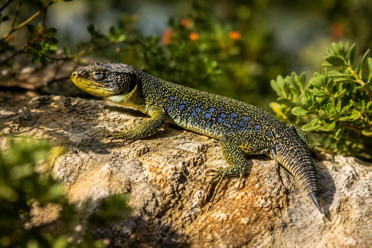 Mystérieux, rare, discret, fascinant : à la rencontre du lézard ocellé