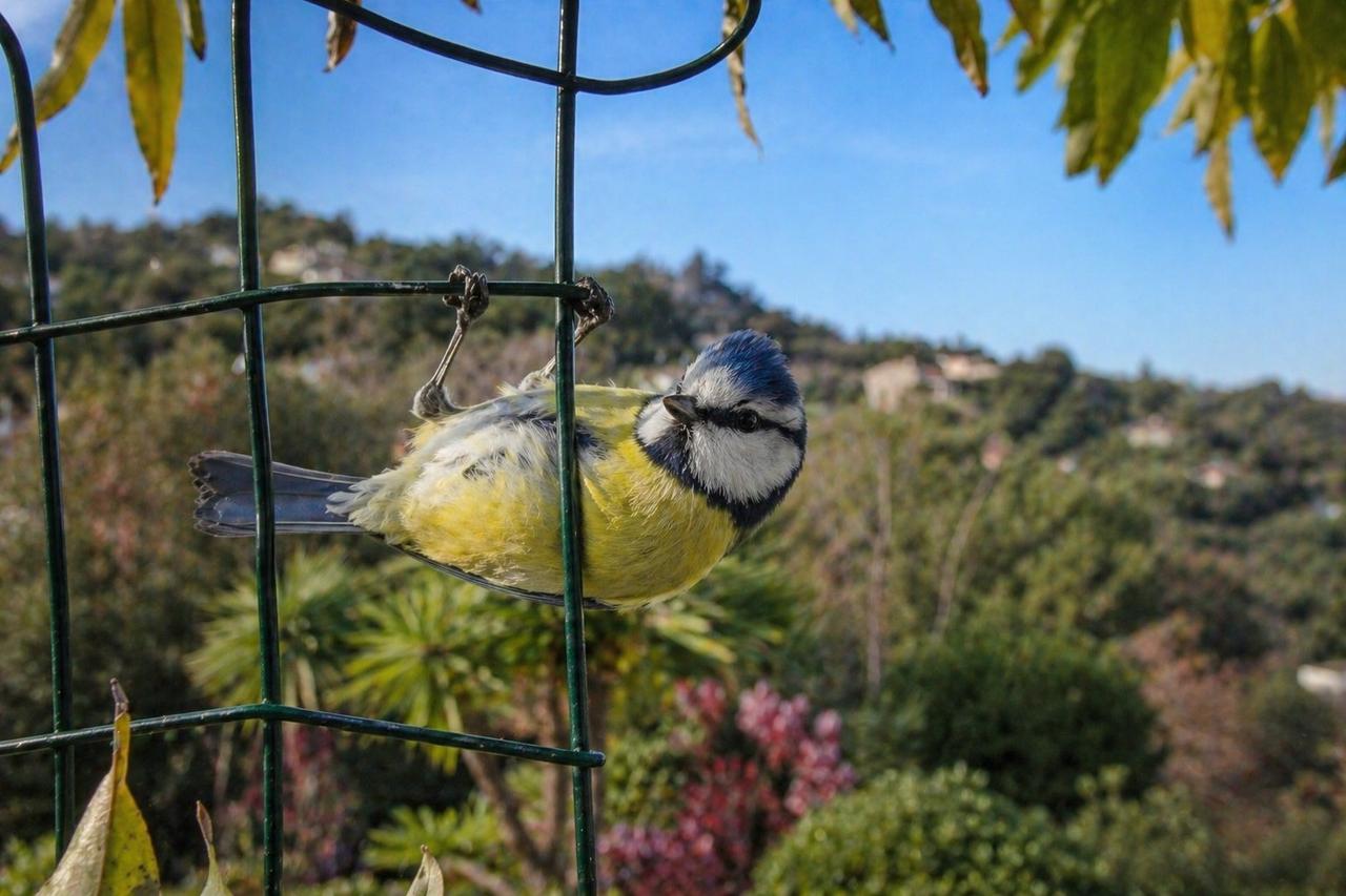 Amours, rivalités, ruses… la vie secrète des oiseaux de nos jardins est digne d’un grand spectacle