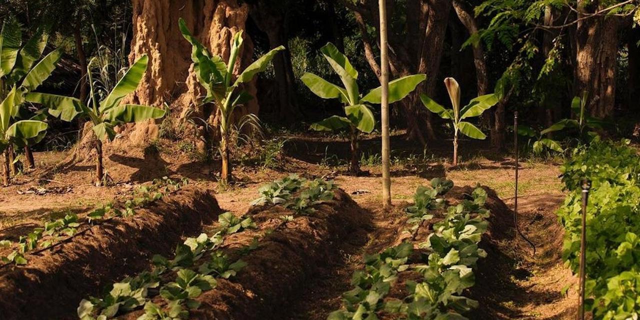 Agriculture intensive contestée : les alternatives sont-elles comparables ?