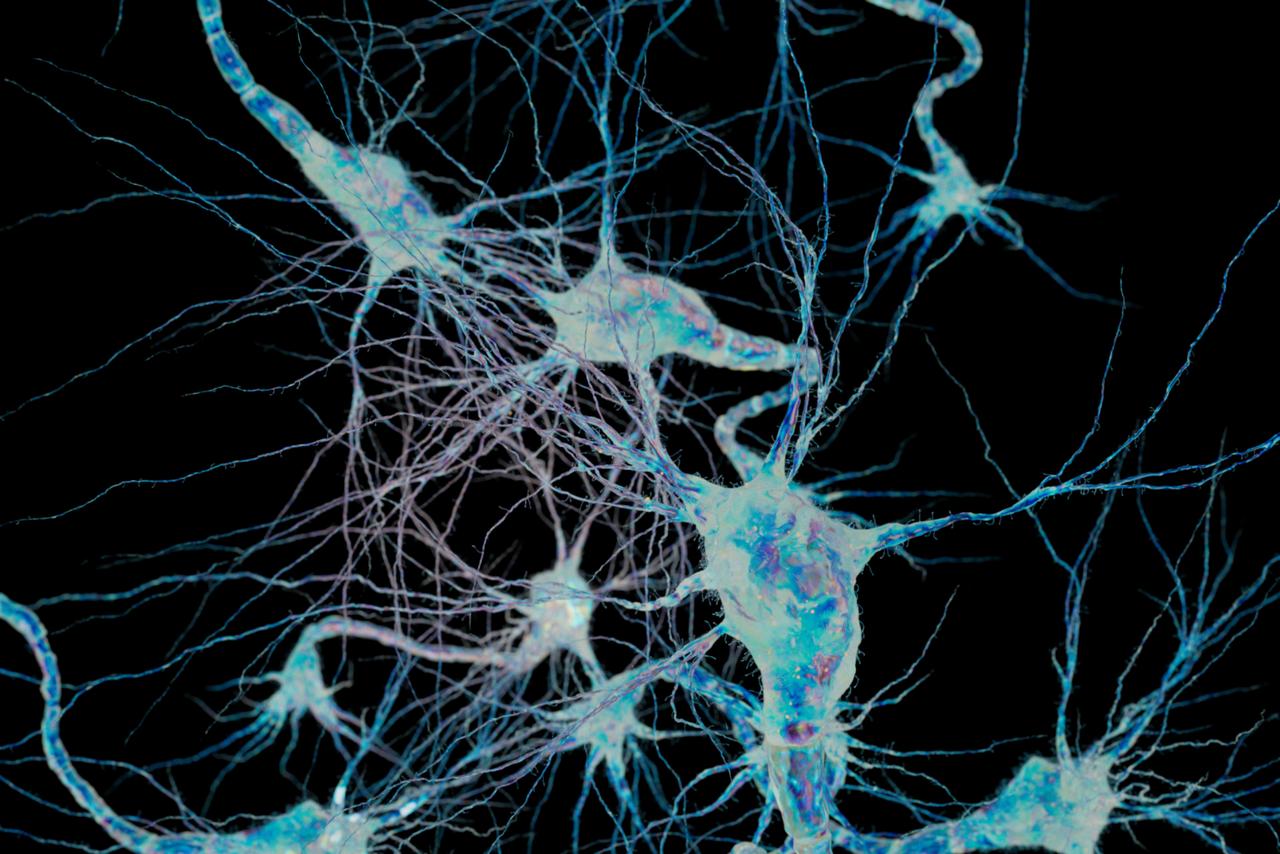 Alzheimer : cette molécule novatrice qui a restauré la mémoire… chez la souris