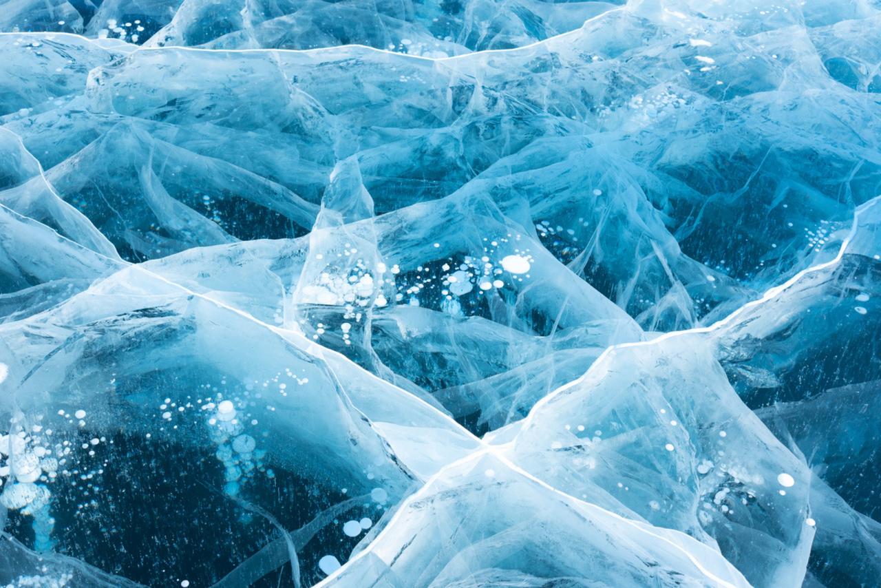 Voici l'étonnante créature capable de rester congelée pendant des années sans en garder la moindre séquelle