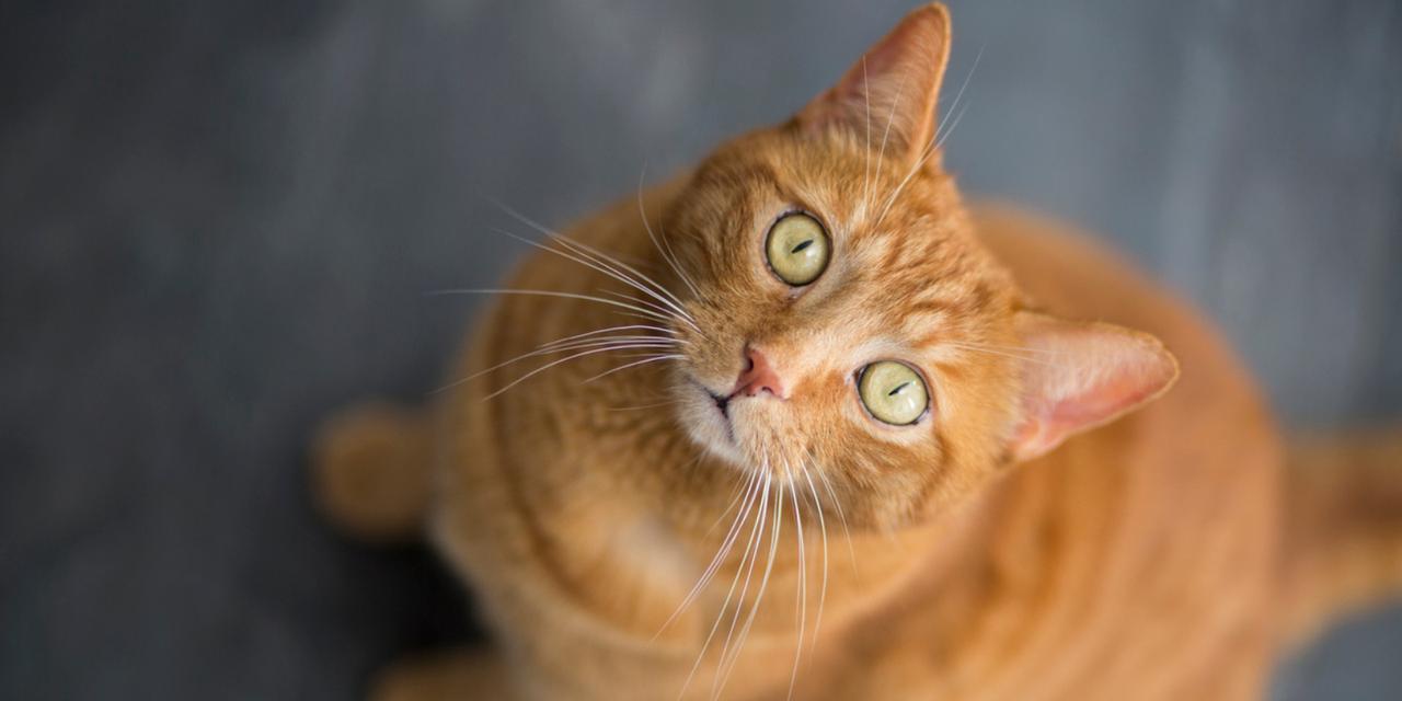 Quatre fois plus vite qu'un bébé : voici ce que des chercheurs ont découvert sur le cerveau des chats