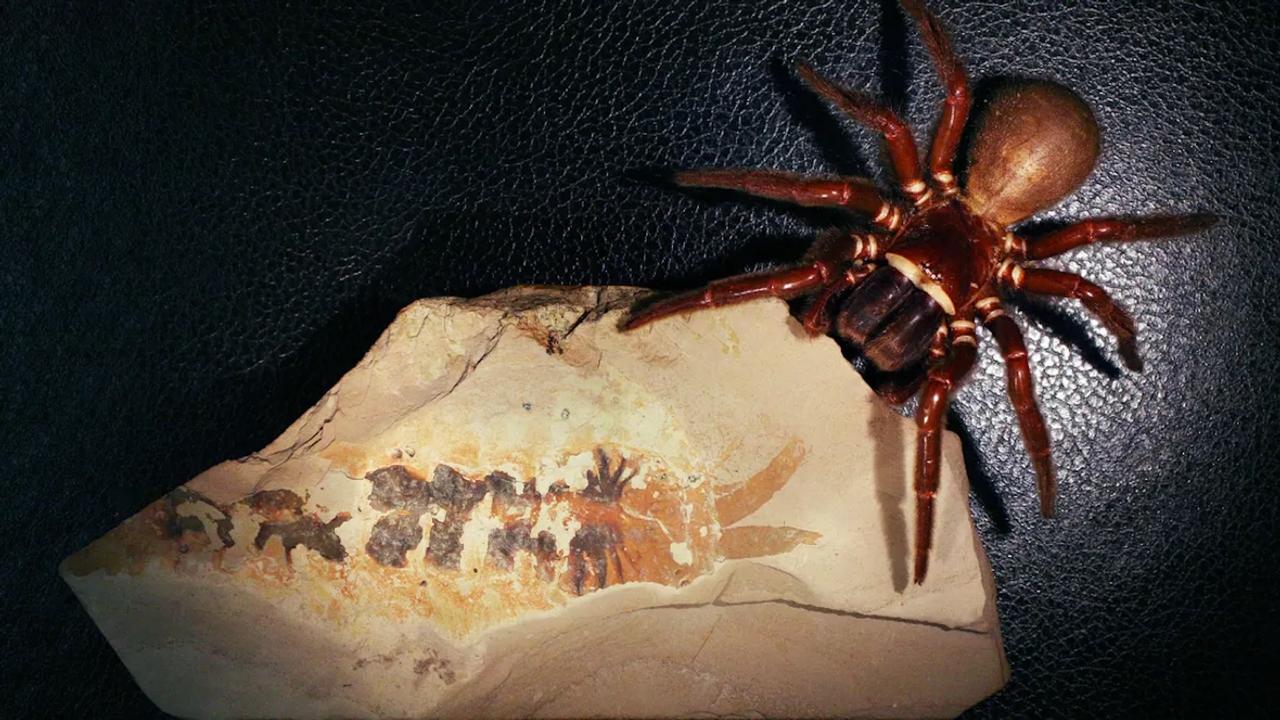 Étrangeté du vivant : cette griffe n'aurait jamais dû se trouver là, et pourtant elle révèle l'origine secrète des araignées