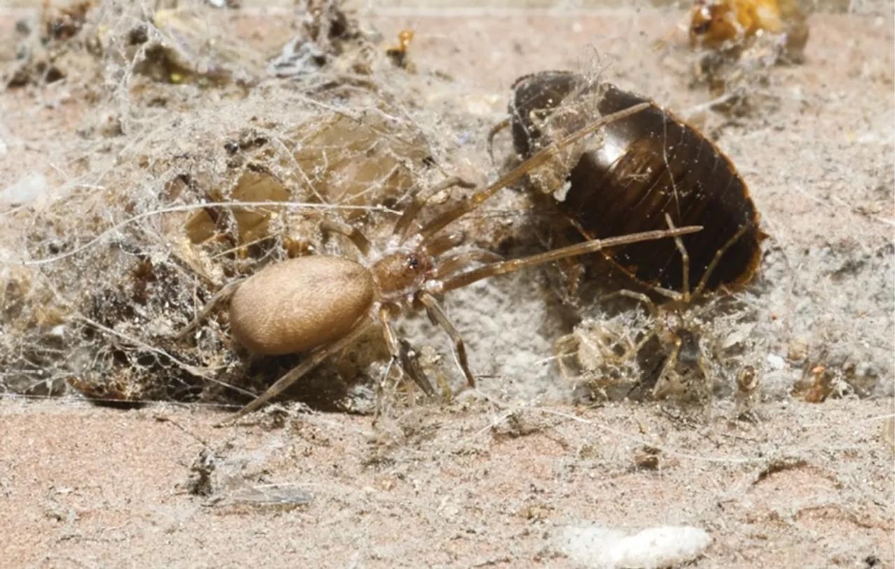 Une araignée « Pink Floyd » dans les murs : la découverte qui intrigue les scientifiques
