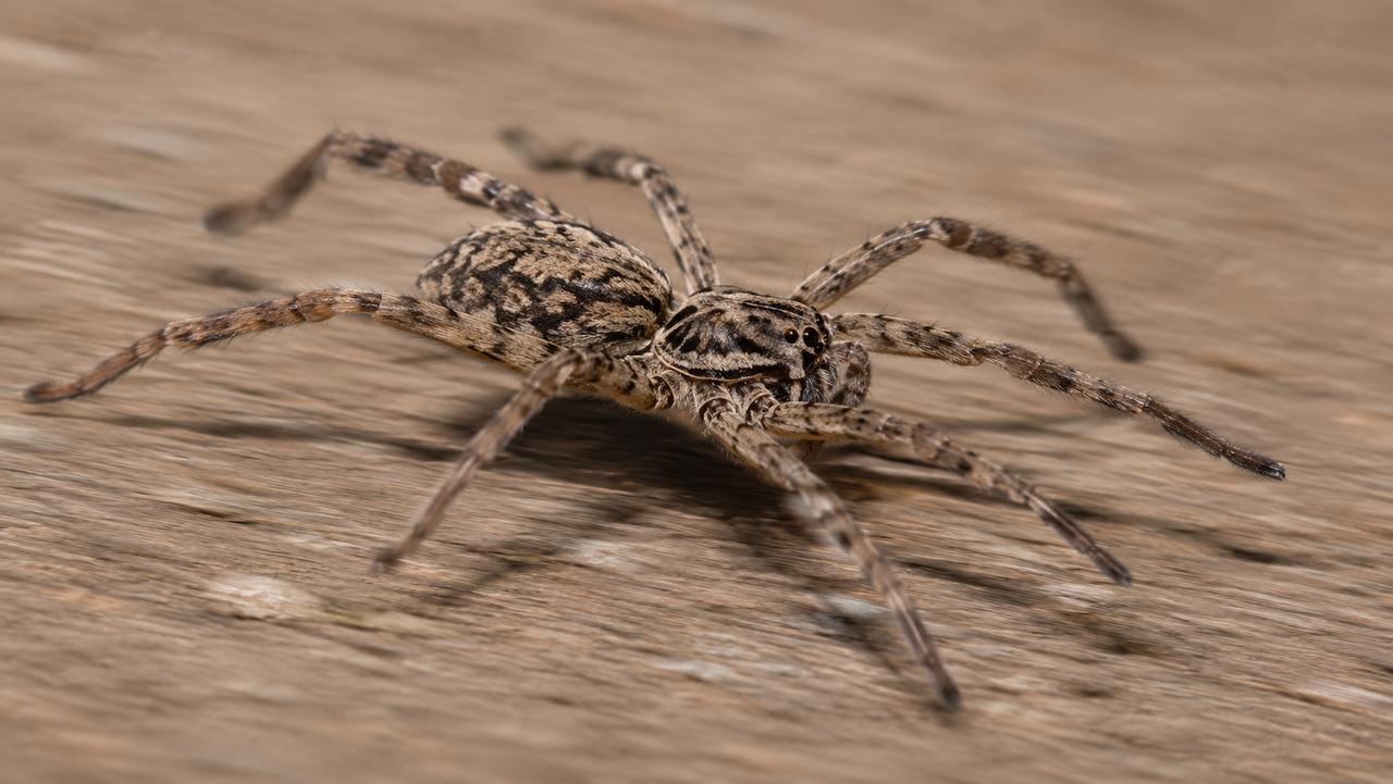 Voici l'araignée la plus rapide du monde : elle pourrait même vous rattraper pendant votre jogging, et mieux vaut ne pas la voir sprinter !