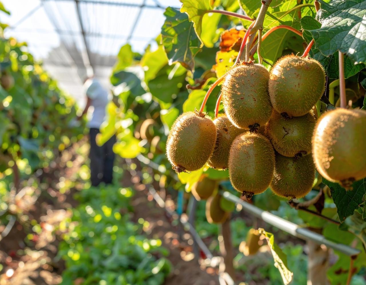 Planter un kiwi autofertile quand et comment faire — free download