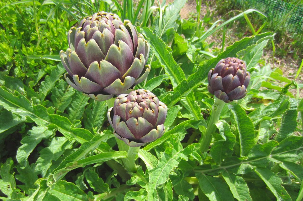 aob plants Small Ambulia Plant Set – biOrb main image 0