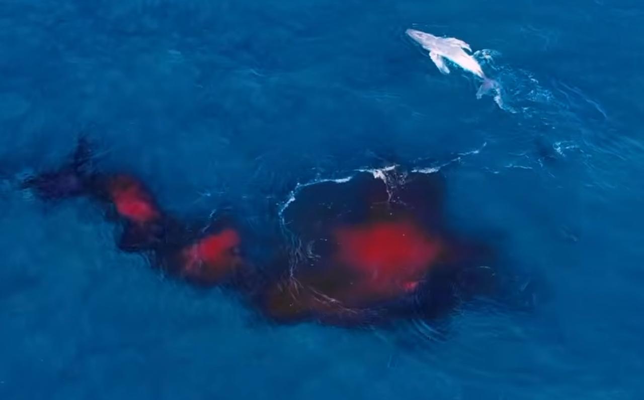 Une étrange traînée rouge dans l'océan : cette baleine est filmée dans une scène jamais vue depuis les airs