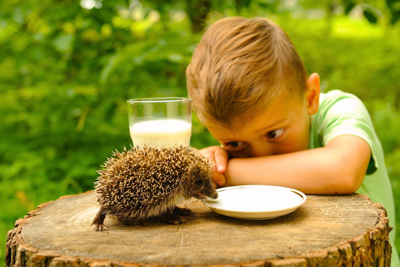 Comment on appelle le bébé du hérisson ? Voici la réponse