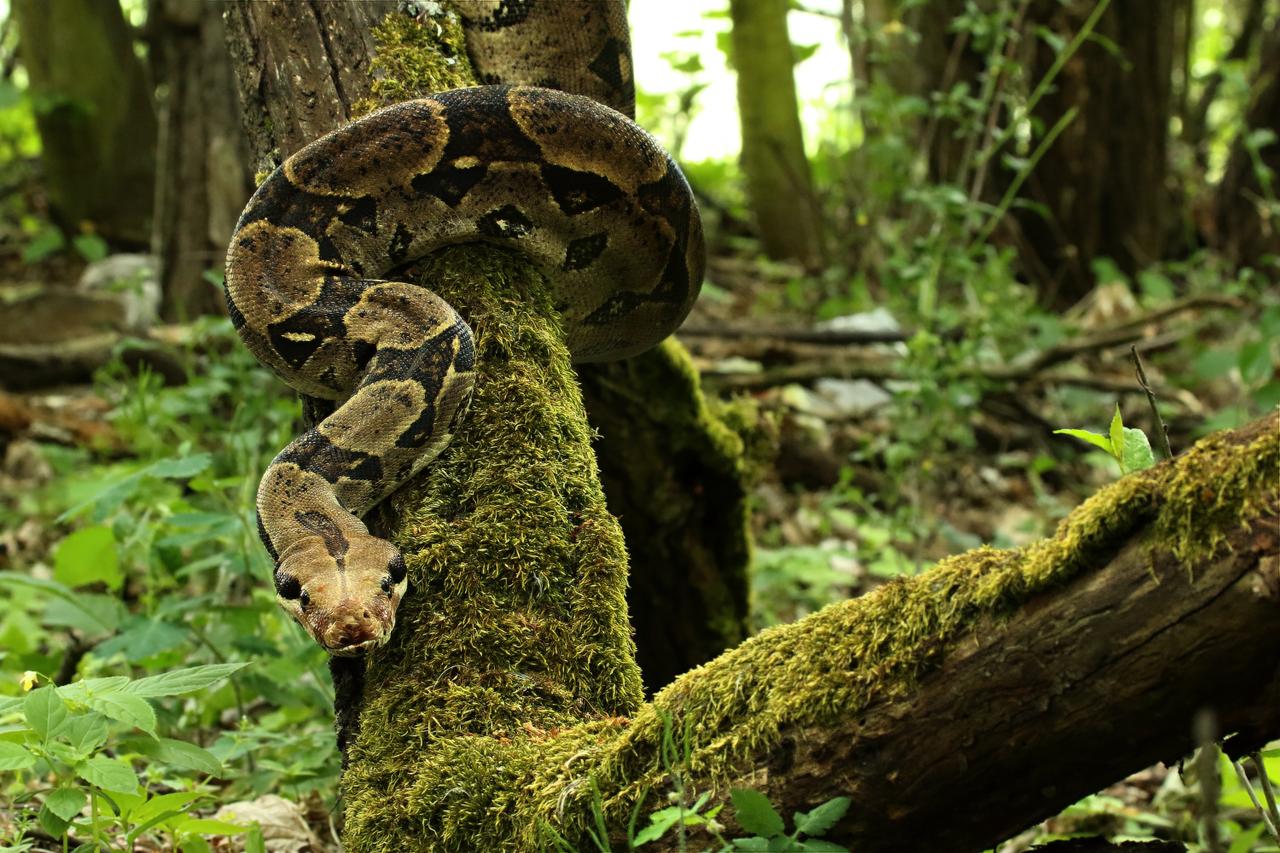 Étrangeté du vivant : un mystérieux serpent recouvert d'épines filmé au  Brésil, image size:1280x853