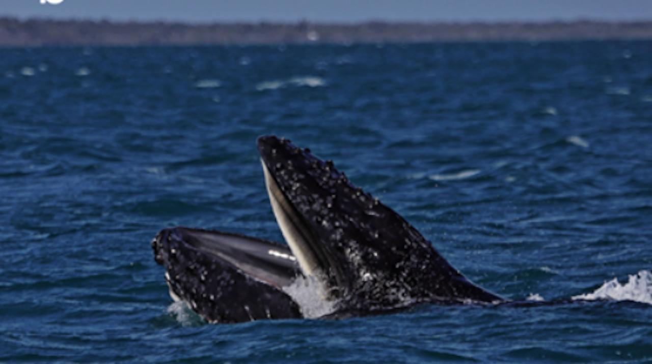 On dirait qu’elles « bâillent » devant les touristes : derrière ces scènes filmées avec des baleines, un mystère très sérieux