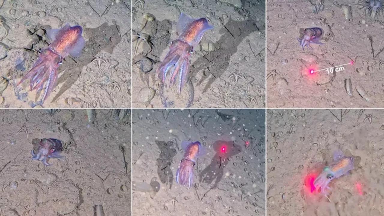 Ce calmar aux grands yeux a stupéfié les chercheurs en apparaissant avec des dizaines d’œufs dans un endroit méconnu