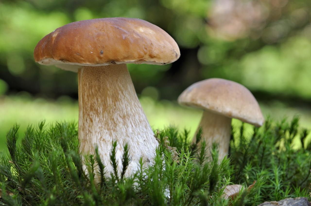 Champignons : comment les reconnaître ?