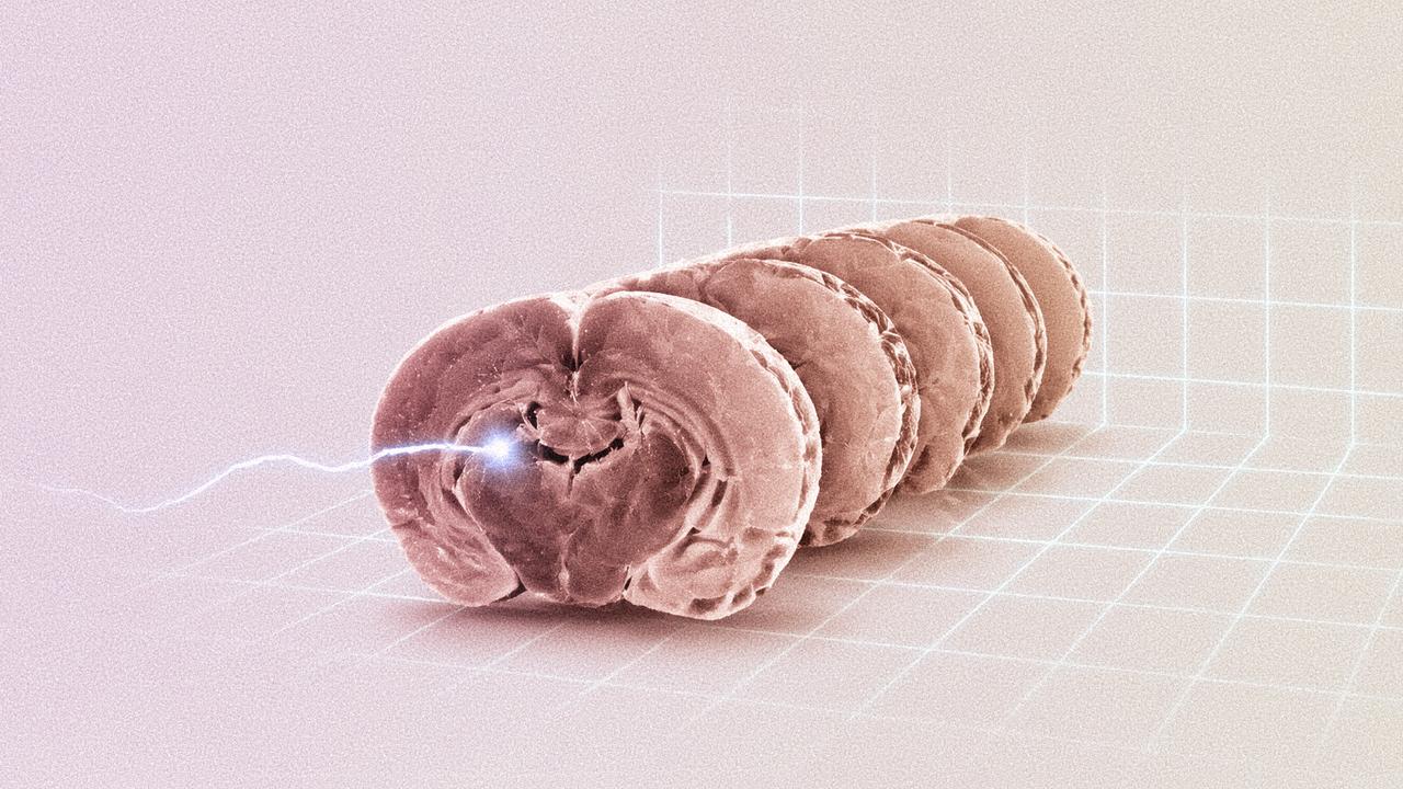 Scientists Successfully Restart a Frozen Mouse Brain – A Groundbreaking Leap in Neuroscience