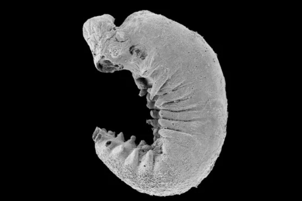 Incroyable : ce cerveau vieux de 500 millions d’années change ce que l’on croyait savoir sur l’évolution