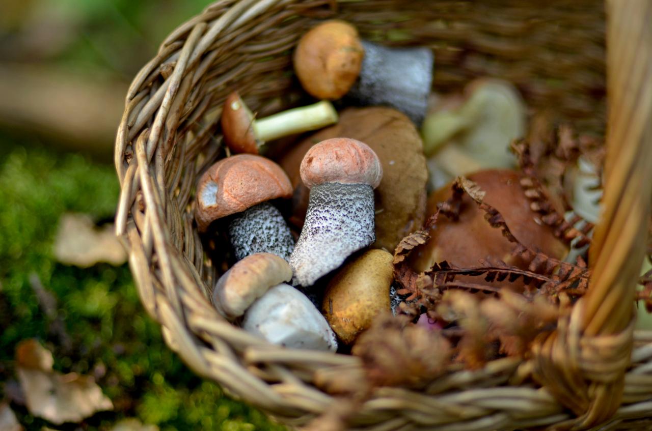Champignons : ces espèces mortelles ressemblent à celles que vous ramassez, voici les pièges à éviter