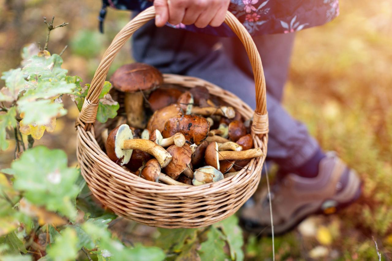 Champignons comestibles : voici les meilleures variétés faciles à reconnaître en forêt et à cuisiner