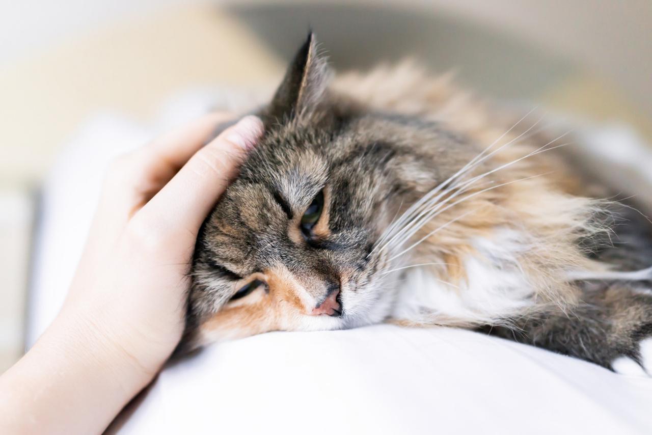 Vous utilisez peut-être ce produit : il peut provoquer convulsions et coma chez votre chat