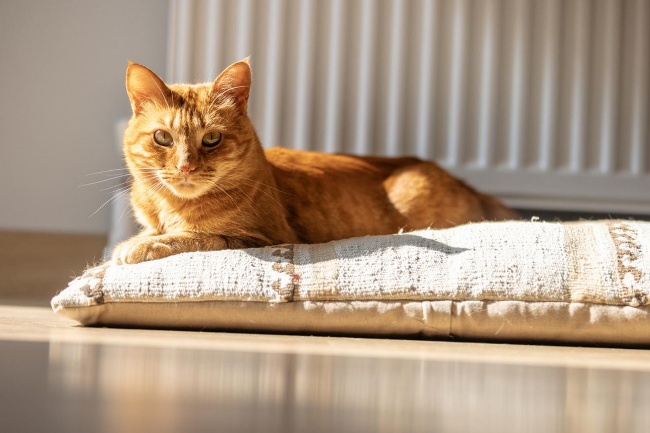 Un chat sans jardin peut-il vraiment être heureux ?
