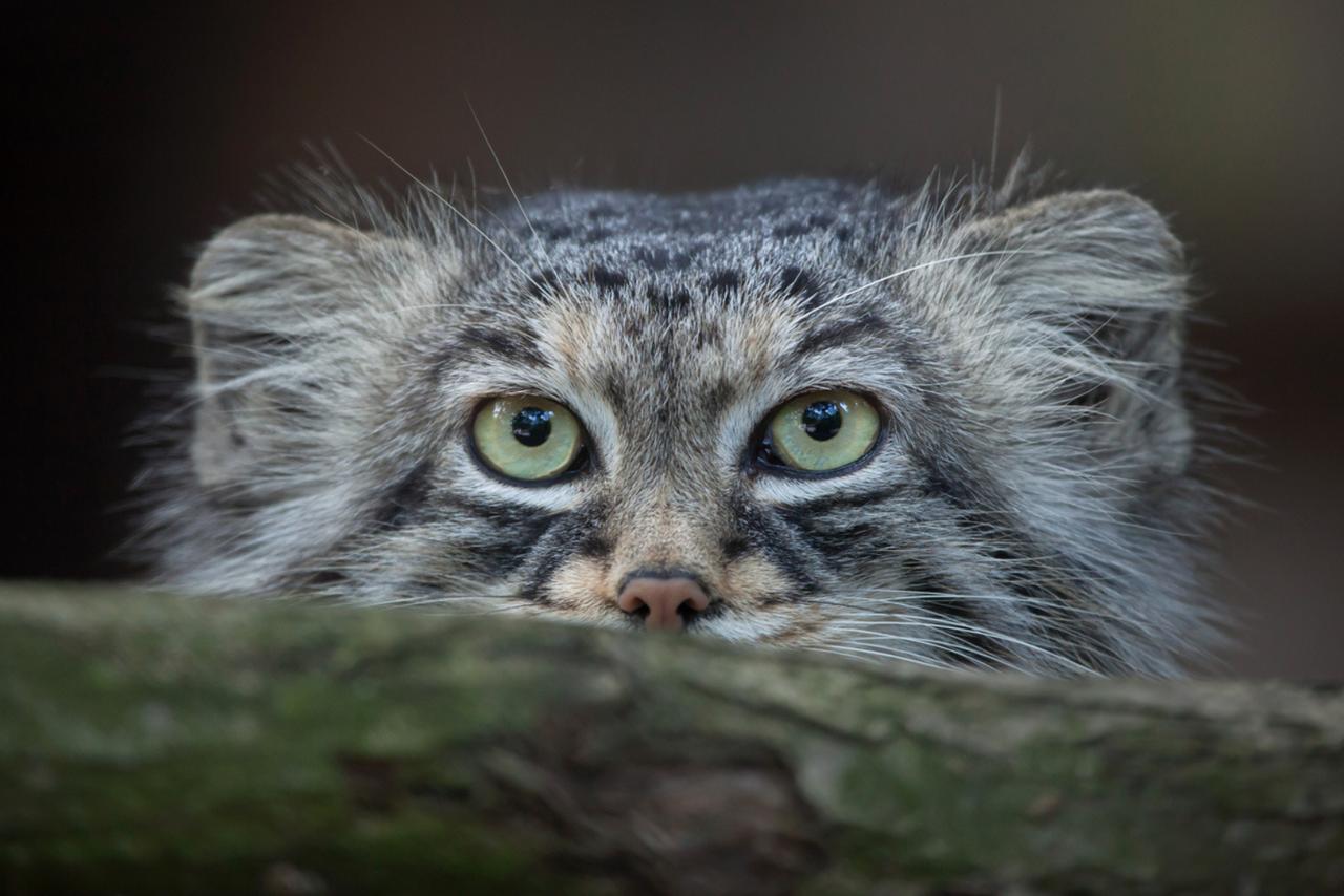 Ce chat « grincheux » a 5 millions d’années… et un secret
