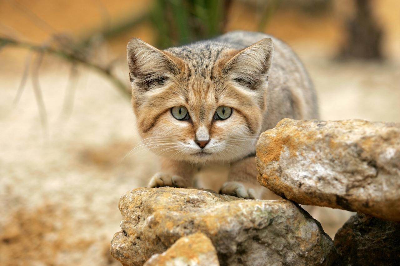 Il ressemble à un chaton mais aboie comme un chien : voici le chat des sables