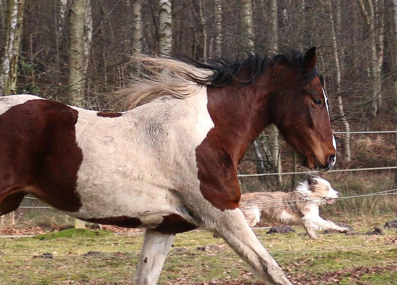 Chiens, chats, chevaux : de nouvelles maladies émergent et « aucun département français n'est à l'abri »