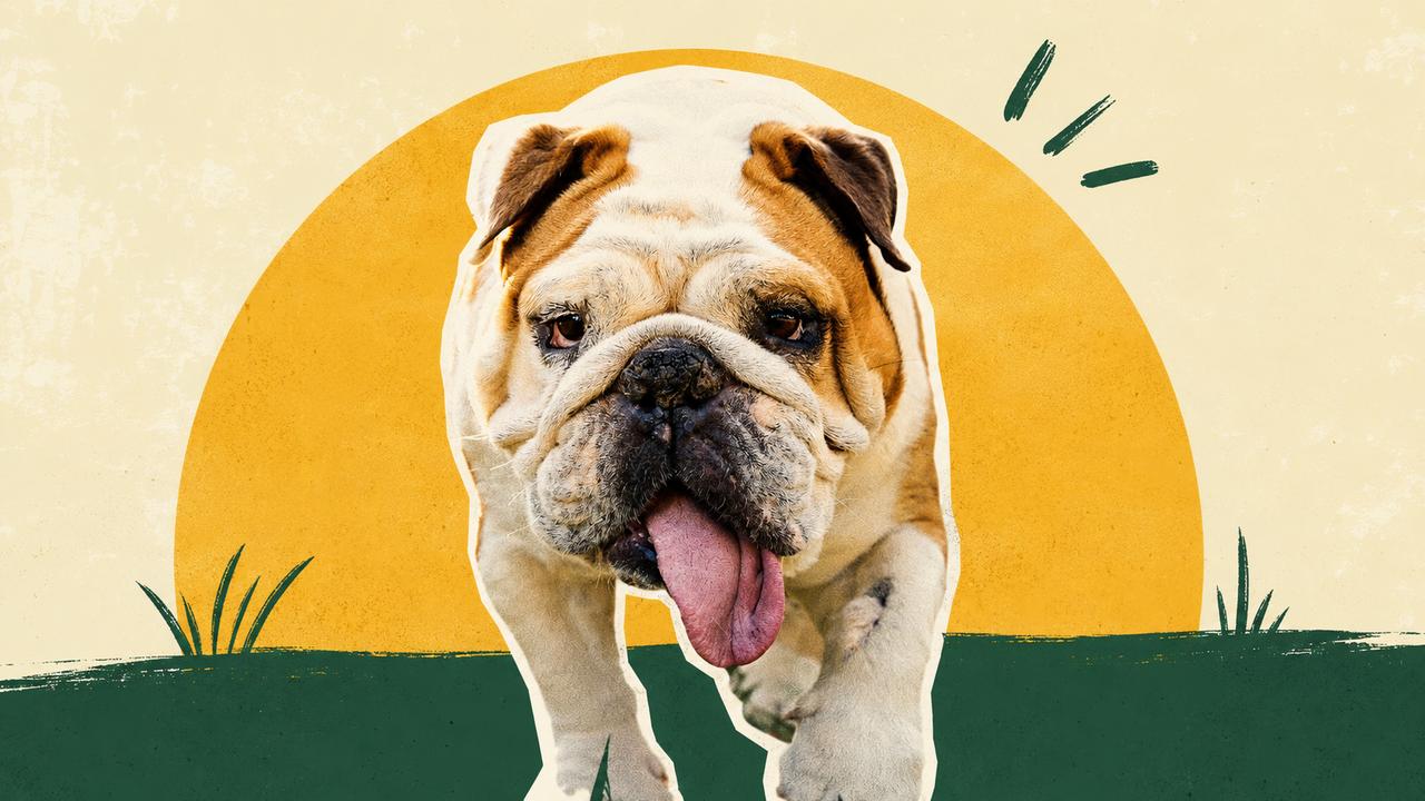« Des chiens meurent en ce moment dans toute la France » : les conseils des vétérinaires pour éviter le pire