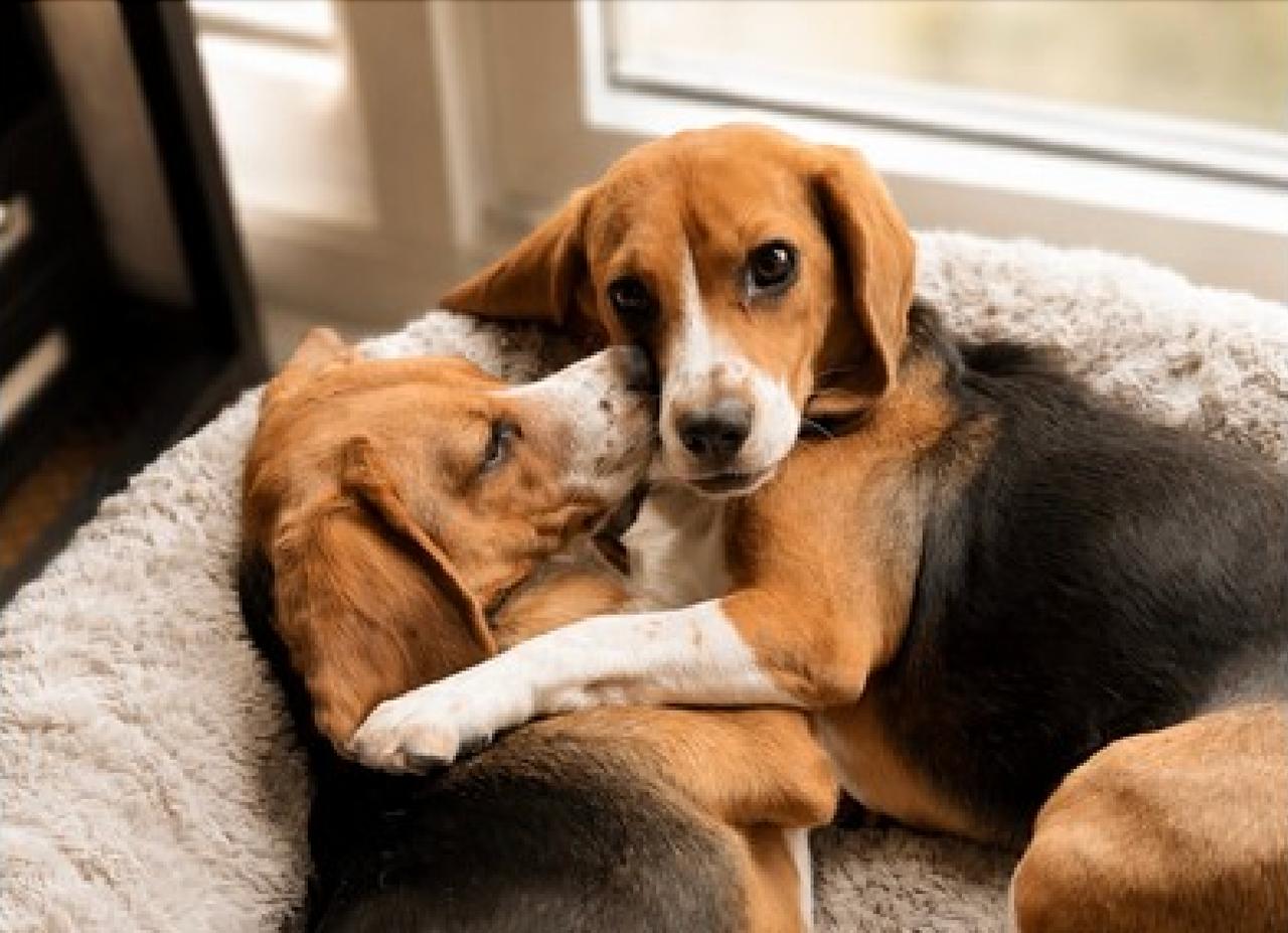 Deux chiens ne font plus éternuer : pourquoi Alfie et Bailey pourraient changer la vie des allergiques