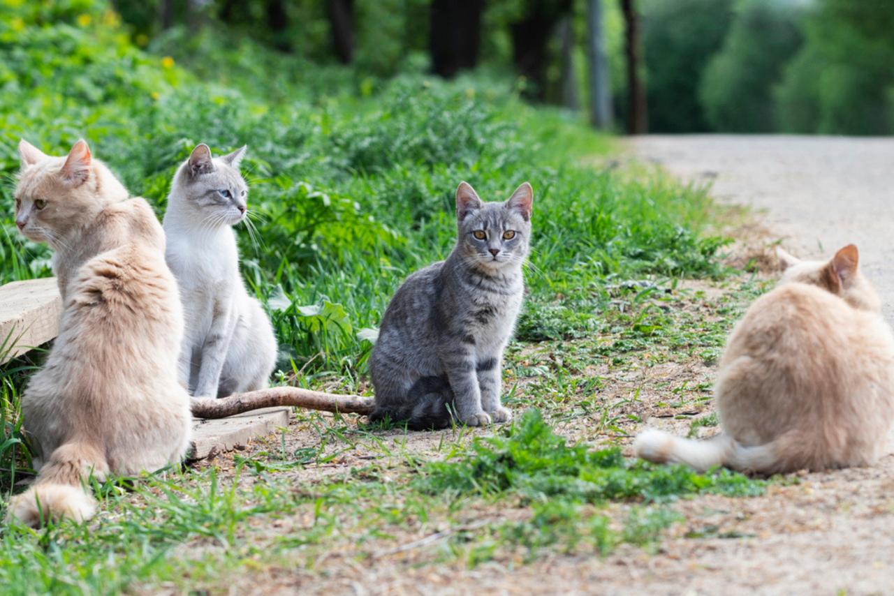 Ils ont retiré 131 chats de cette île… et ce qui s’est produit ensuite stupéfie les scientifiques