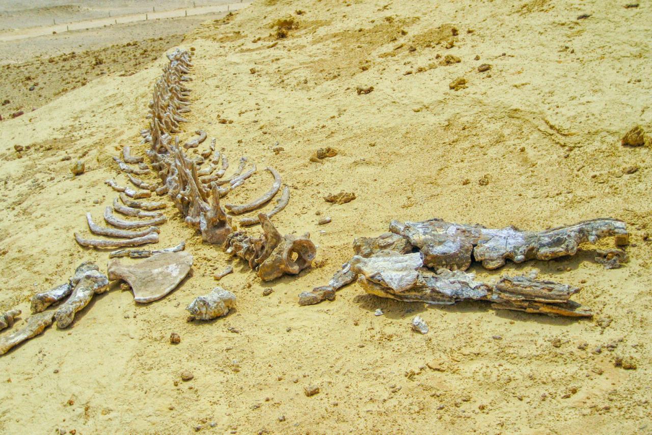 Pourquoi des baleines ont-elles été retrouvées au milieu du désert égyptien ?