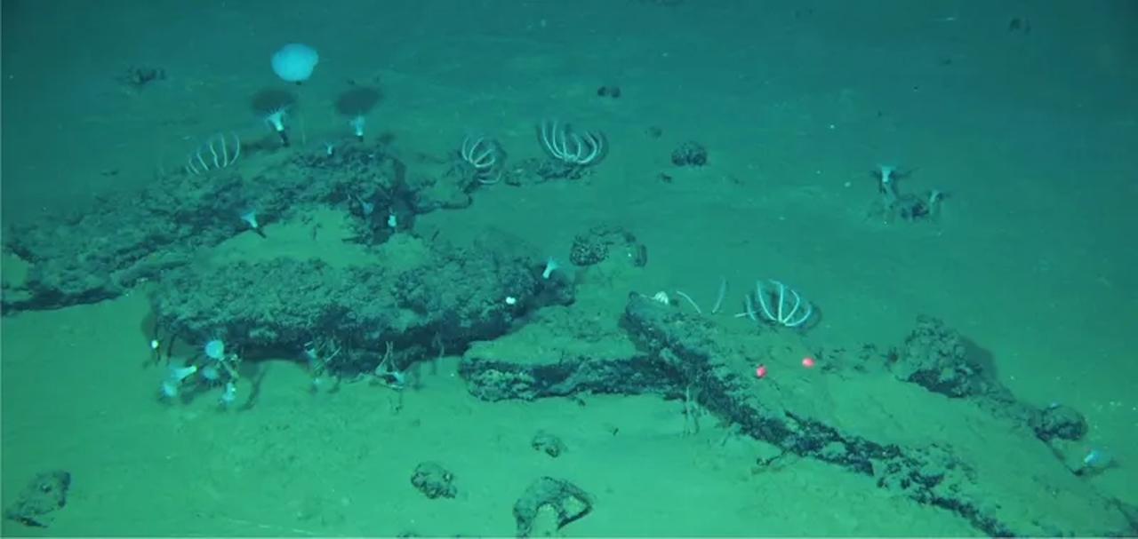 Cette découverte révèle le plus grand « cimetière » de baleines connu, vieux de plusieurs millions d'années !