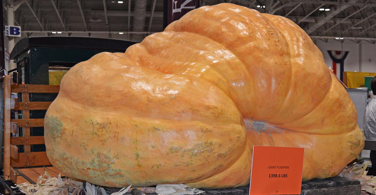 Une des citrouilles géantes exposées lors d’un festival qui leur est dédié. © Vintagepix, Shutterstock