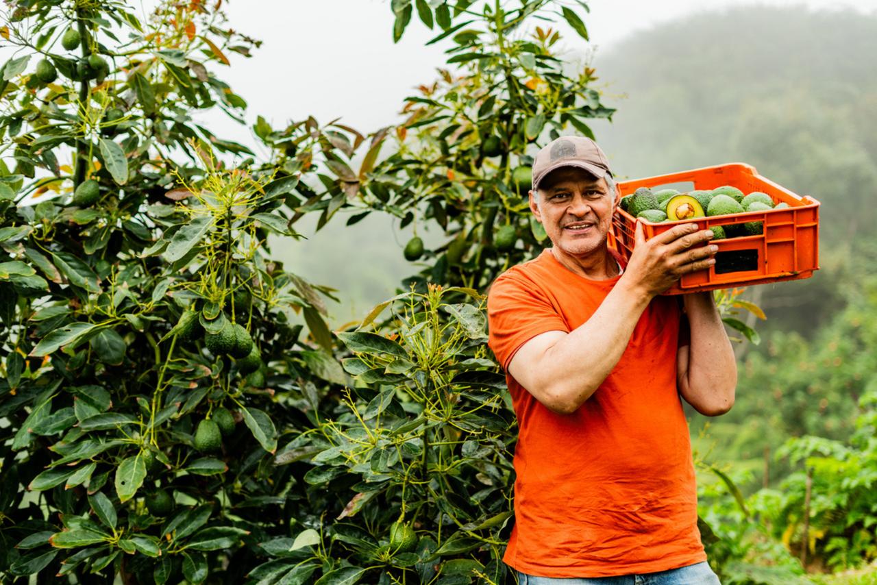 Ce fruit star d’aujourd’hui était déjà cultivé il y a 11 000 ans au Honduras