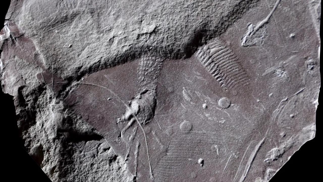 Avant même que les dinosaures n'existent, ce reptile inconnu a laissé la preuve anatomique la plus ancienne jamais découverte