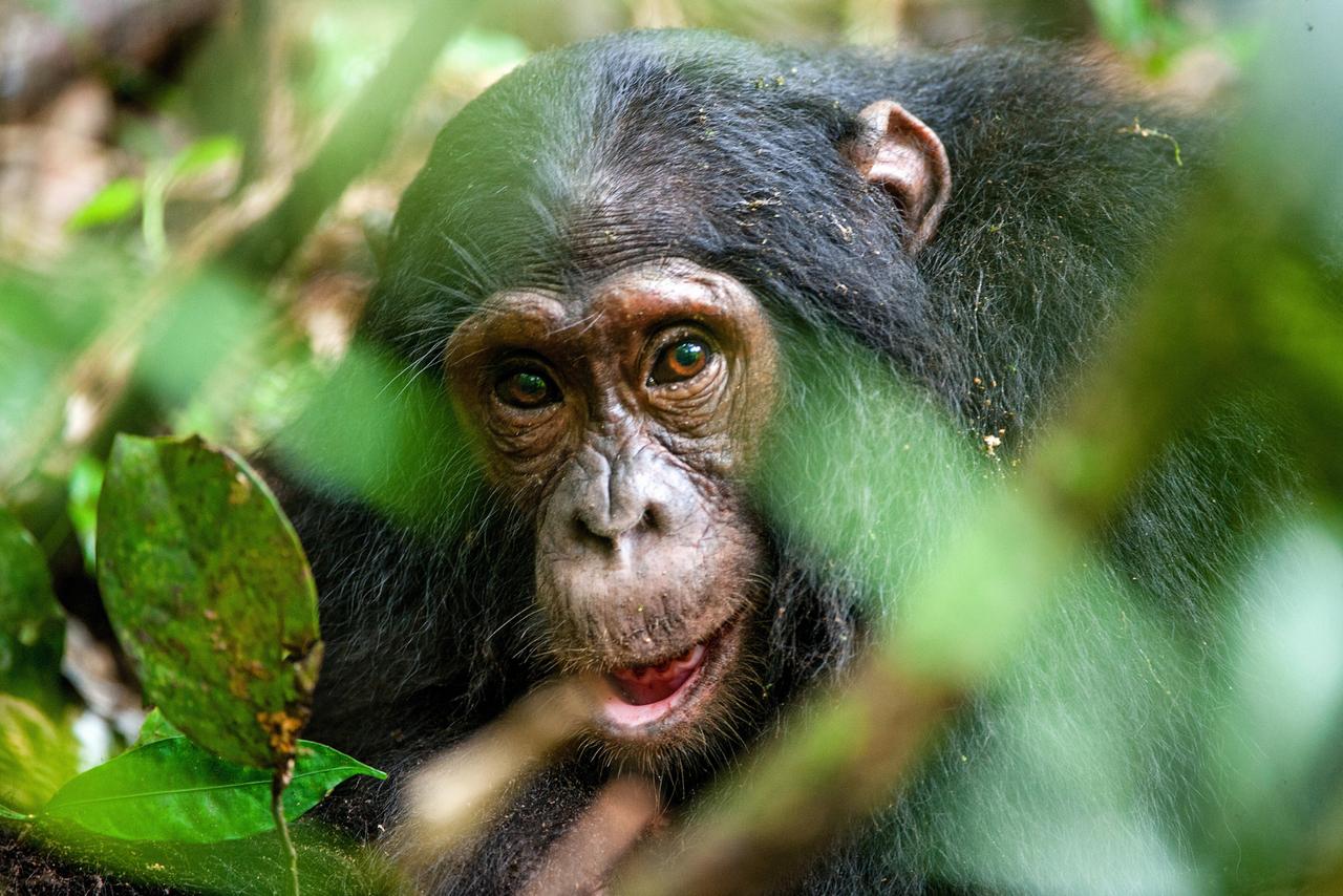 Chez les chimpanzés aussi, certains individus lancent des tendances que les autres imitent sans raison apparente